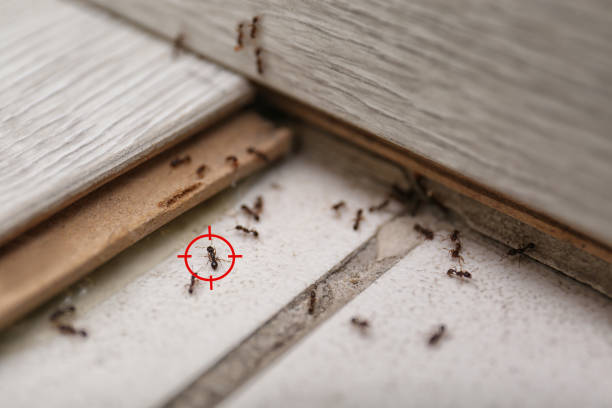 Best Flea Control Services  in Brookdale, CA