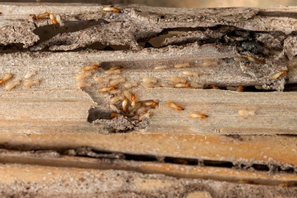 Best Best Pest Control Companies  in Brookdale, CA